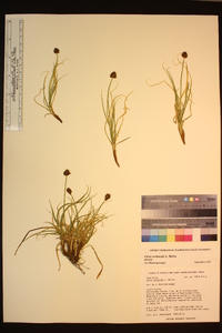 Carex vernacula image